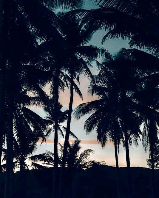 Siargao, palmier sur ciel rose.