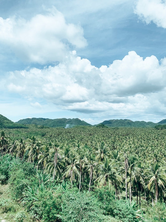 Palmiers sur Siargao #01