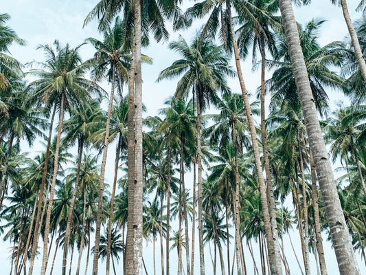 Palmiers sur Siargao #02